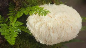 Read more about the article Lions Mane Mushroom