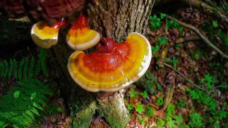 Read more about the article Reishi Mushroom