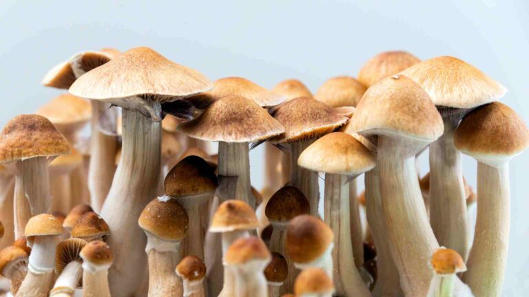 Read more about the article Psilocybin Mushrooms